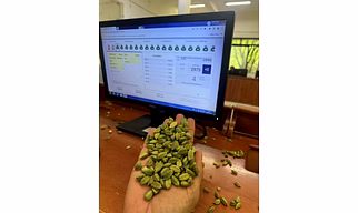 cardamom