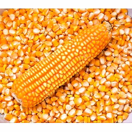 maize