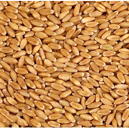 mp wheat