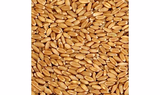 MP wheat