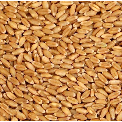 mp wheat
