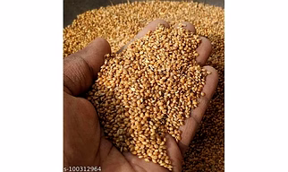 Brown Foxtail Millet Seed, High in Protein