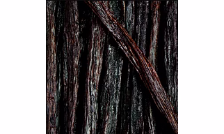 Vanilla beans