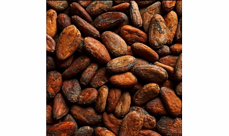 Cocoa bean