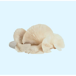 white oyster mushrooms