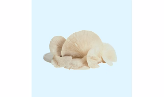 White Oyster Mushrooms