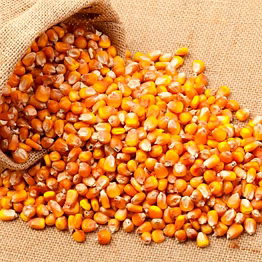 maize seeds
