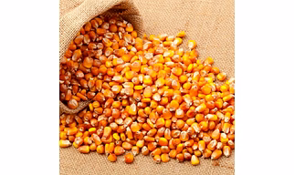 Maize Seeds