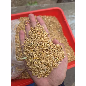 Wheat
