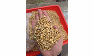Wheat