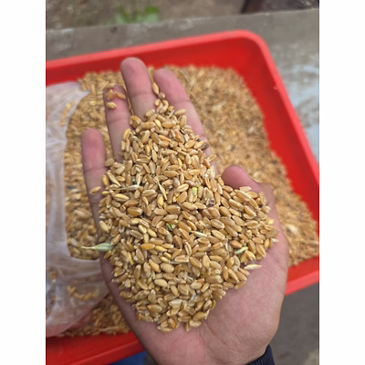 wheat