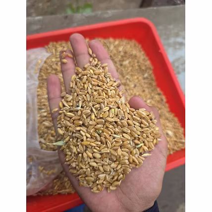 Wheat-12738249
