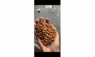 Chickpeas