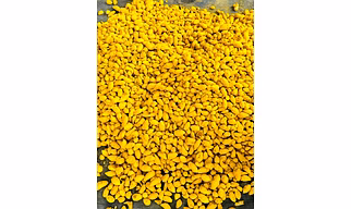 Turmeric Bulb