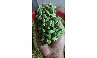 Green Cardamom