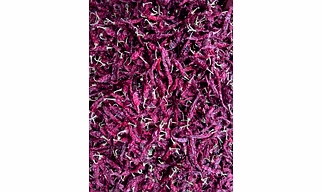 Dry Red Chili