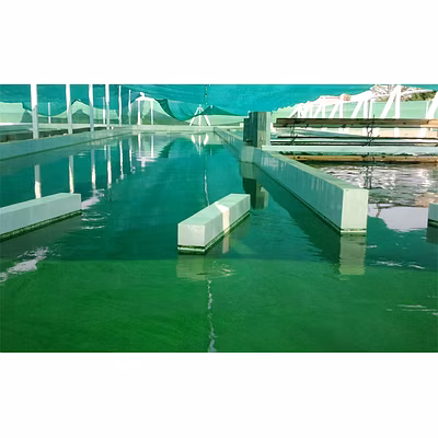 Spirulina Powder-4