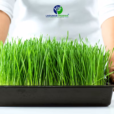 Wheatgrass Powder-2