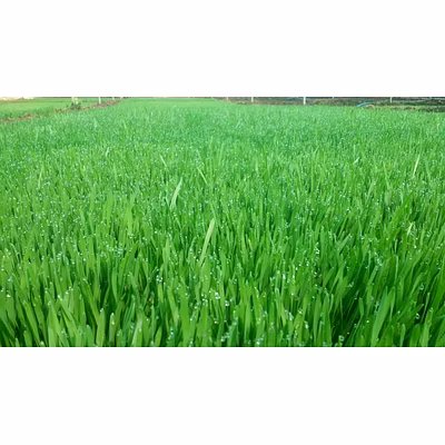 Wheatgrass Powder-3