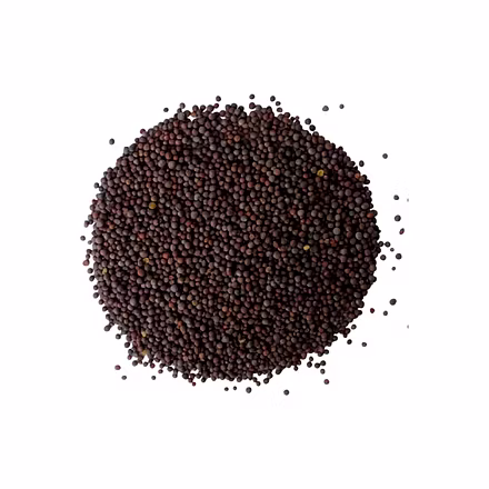 Mustard Seeds-3