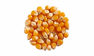 Corn (maize)