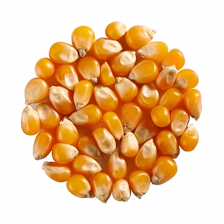 Corn (maize)-3