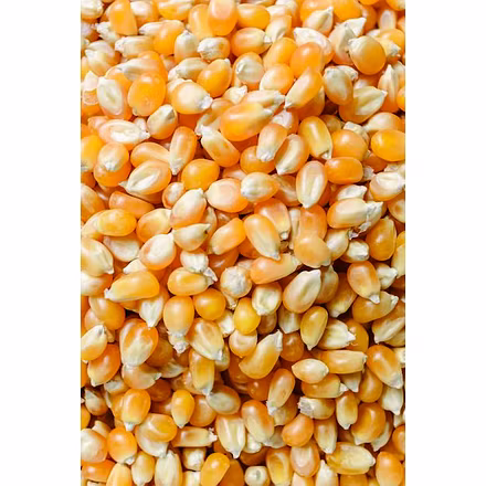 Corn (maize)-2