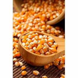 corn (maize)