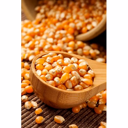 Corn (maize)-12741391