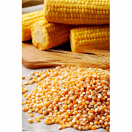 Corn (maize)-1