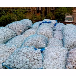 dry garlic
