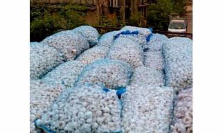 Dry garlic