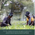 Lluvia tea-logo