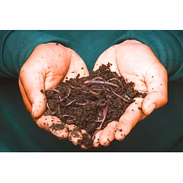 cow dung vermicompost