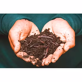 Cow Dung Vermicompost