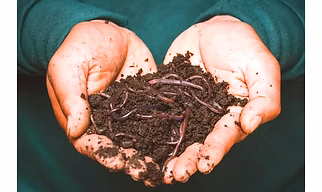 Cow Dung Vermicompost