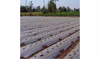 Compostable Agricultural Mulch Film