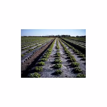 Compostable Agricultural Mulch Film-2