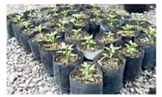 Compostable Nursery Bags