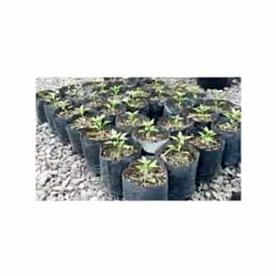 compostable nursery bags