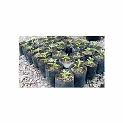 Compostable Nursery Bags-12740705