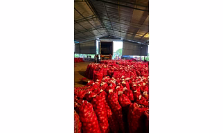Red Onion