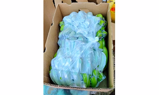 G9 Cavendish Banana