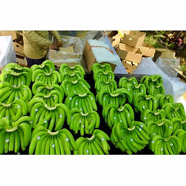 g9 cavendish banana