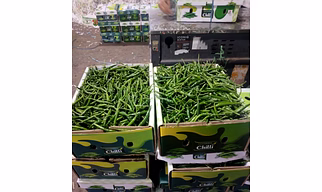 G4 Green Chili Indian Origin