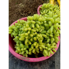 super sonaka indian grapes