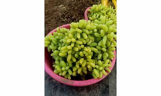 Super Sonaka Indian Grapes