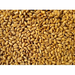 wheat