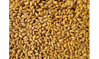 Wheat