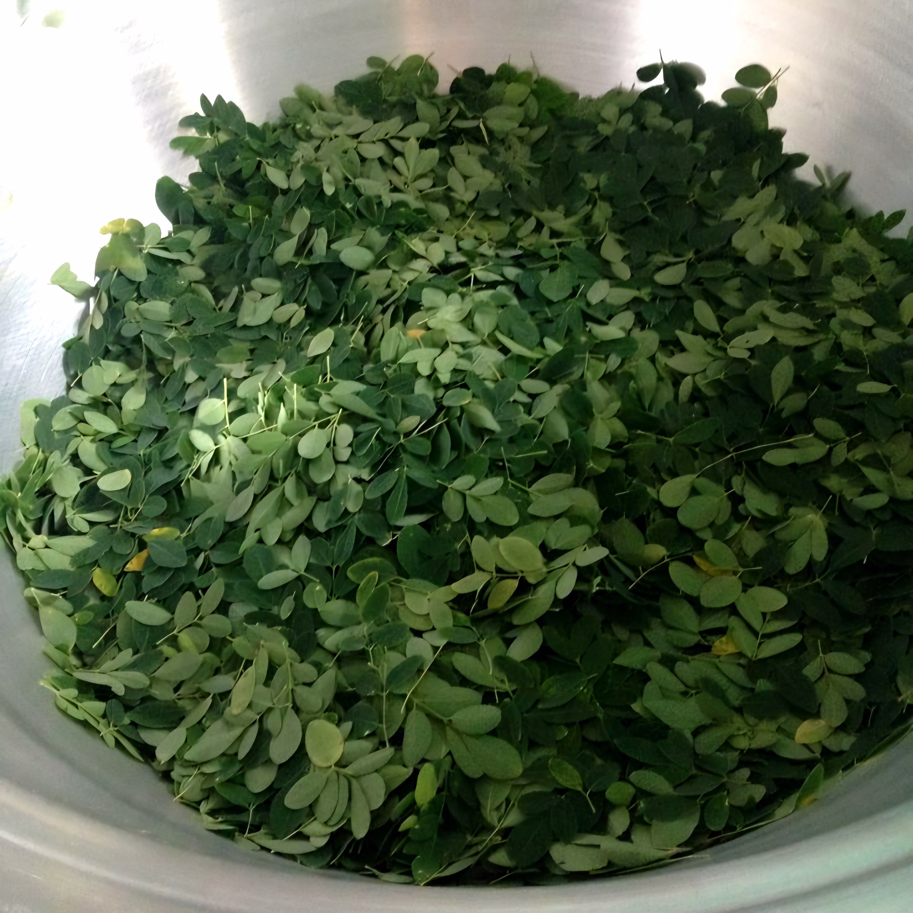 Moringa Oleifera Powder image 2